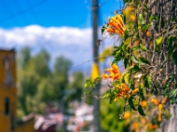 San Miguel de Allende